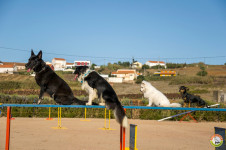 Centro de Treino Canino | Cães mais Além